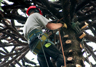 Tree Surgery